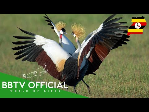 Birds Of Uganda | Most Beautiful Birds Found In Uganda You've Never Seen | BBTV Official