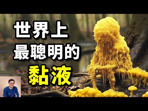 The most primitive intelligent creature on earth!Most interesting facts about slime molds
