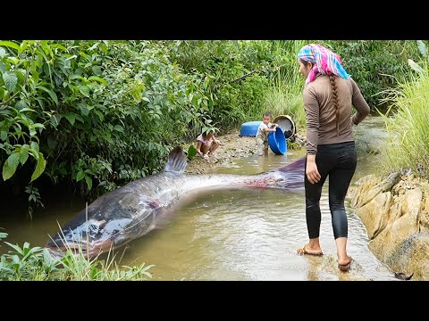 Catching 1500kg+ Giant River Catfish & Huge Carp by Hand to Sell at the Market, Fish Porridge Recipe