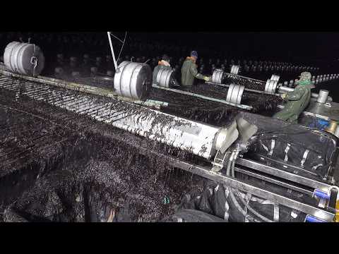 Awesome process! Process of making seasoned seaweed. korean food factory