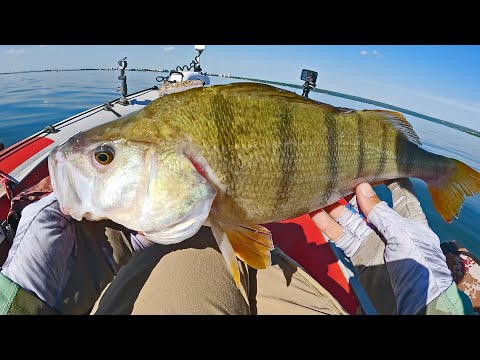 Реально ЧУДО приманка! РЕКОРДНЫЙ ОКУНЬ, ЗДОРОВЕННЫЙ ЯЗЬ, судаки и.. сазан!? Рыбалка на спиннинг
