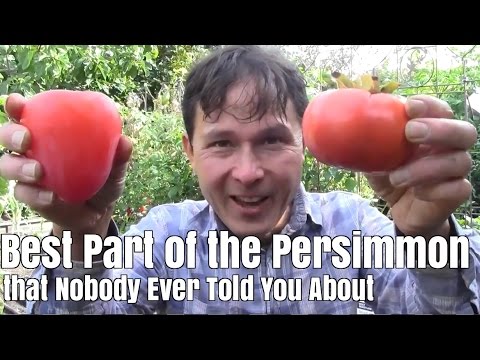 Best Part of the Persimmon Fruit that Nobody Ever Told You About