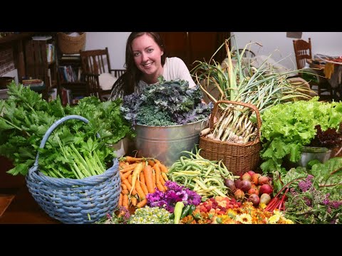 1/4 Acre Abundance | A BIG HARVEST from Our 1/4 Acre Homestead