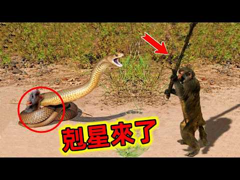 原來毒蛇也有害怕的時候，在這些高智商的動物眼裡就是好吃的辣條#毒蛇最強天敵 #毒蛇十大天敵 #蛇的天敵 #蛇與動物對決 #世界之最 #老王看世界
