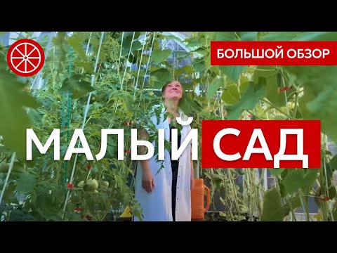 Как сделать малый сад стильно? Непрерывное цветение и заполняющие цветники  #красивыйсад #дача #сад