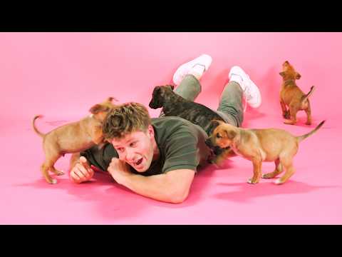 Robert Irwin: The Puppy Interview