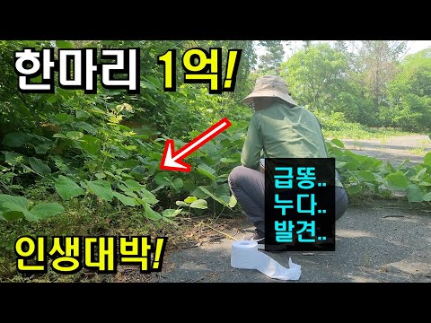 Everyone! A windfall from the mountains!