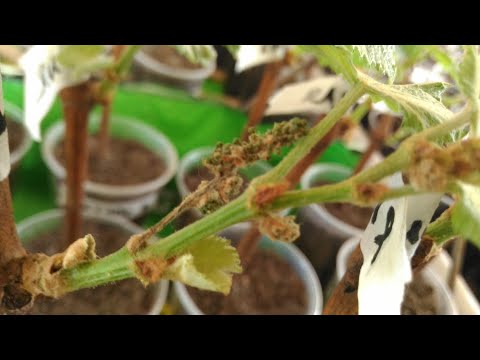 Засуха винограда. 7-мь признаков засухи на саженцах винограда