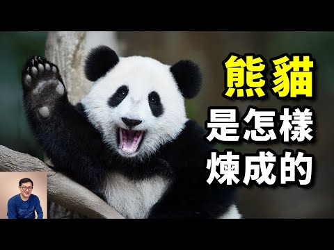 The most interesting facts about pandas.The real reason why pandas started eating bamboo.