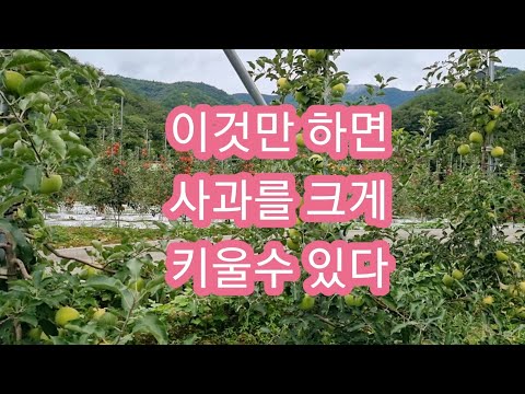 이것만 하면 사과를 크게 키울수 있다