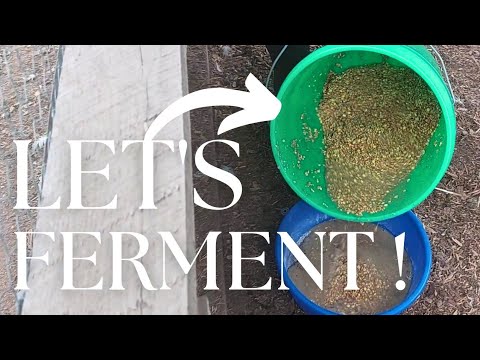 Fermenting Chicken Feed the EASIEST way possible!