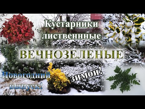 Вечнозеленые лиственные кустарники моего сада. 30 видов в обзоре.