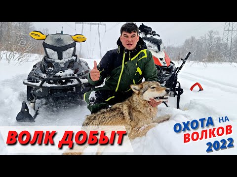 Ранчо на Урале/Наконец то Добыли Волка/Вернули домой Лошадей из лесу/Охота 2022