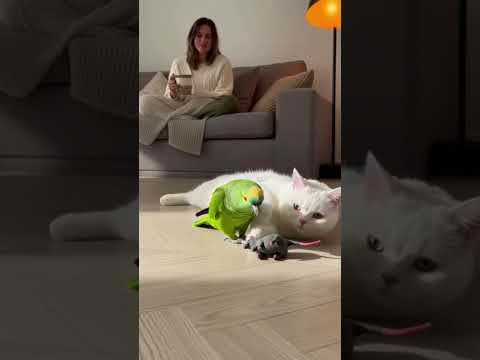 Cunning 🤣 #comedyparrot