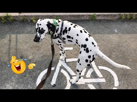 HILARIOUS DOGS Being Weird 🤪 NEW Funniest Dogs Video 2026