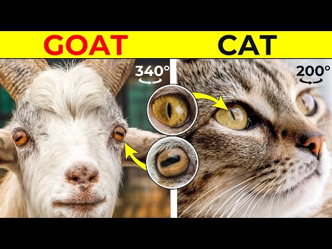 Why These Animals Have Different Eyes?