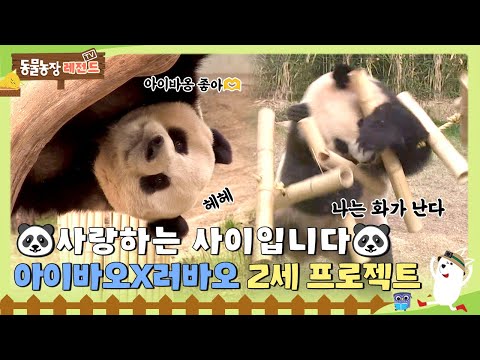 [#TV동물농장레전드] 아이바오X러바오 사랑 만들기 프로젝트! 🤍 / EP. 810 #TV동물농장 #AnimalFarm #SBSstory