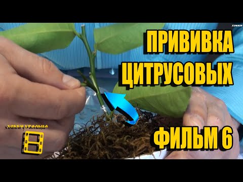 ПРИВИВКА (ОКУЛИРОВКА) ЦИТРУСОВЫХ. ВСЕ О ВЫРАЩИВАНИИ ЛИМОНА, МАНДАРИНА В ДОМАШНИХ УСЛОВИЯХ ФИЛЬМ 6