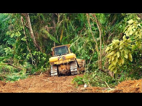 The Fastest Way To Break down Big Trees - The More Dozer Move The More Time You Save