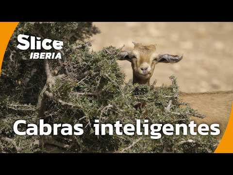 Cabras: Compañeras Emocionales e Increíblemente Listas | SLICE Iberia | DOCUMENTAL COMPLETO