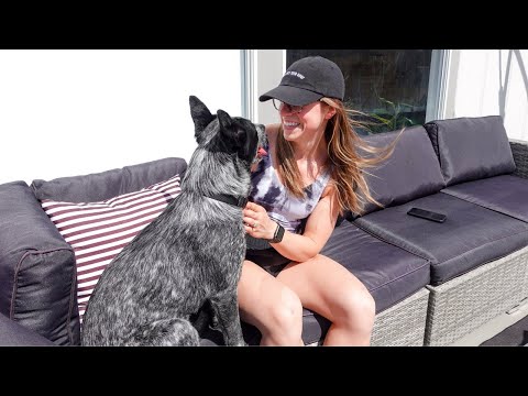 A Day in My Life VLOG | Meet Our New Dog + Exciting Life Updates