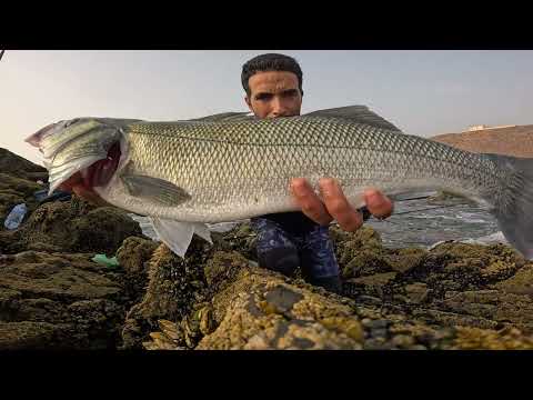 Wild Shore Fishing for Giant Sea Bass 🎣 | صيد الدرعي الكبير بتقنية السبينينغ