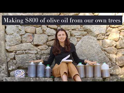 Can We Harvest the Highest Quality Olive Oil on our Small Farm?