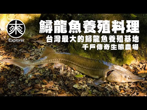 台北三峽深度旅行 免費參觀"台灣最大鱘龍魚養殖場探秘！"親子共遊，漁夫體驗！｜"挑戰味蕾極限！千戶傳奇生態農場獨家鱘魚料理"｜農業紀錄片系列｜探路者