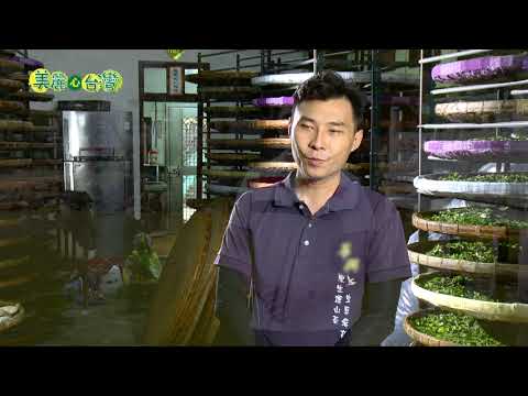 【高雄六龜】製茶師劉文華父子檔 聯手研發山茶躍上國際 | 有機無毒 | 261 | #美麗心台灣