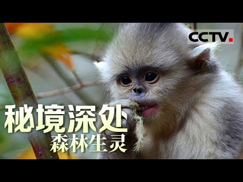 《秘境深处》森林生灵：滇金丝猴图图成年在即 它要离开家庭开始自己的勇者之路！【CCTV纪录】