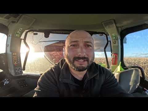 Кукурудзу витоптали кабани🙆‍♂️ Врожаю не буде⁉️