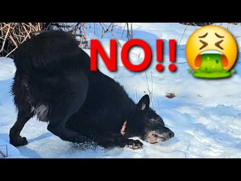 NO!! 🤮 KA-BAR Roll on Something Gross! - Valentine's Day Dog Park Hike Part 2