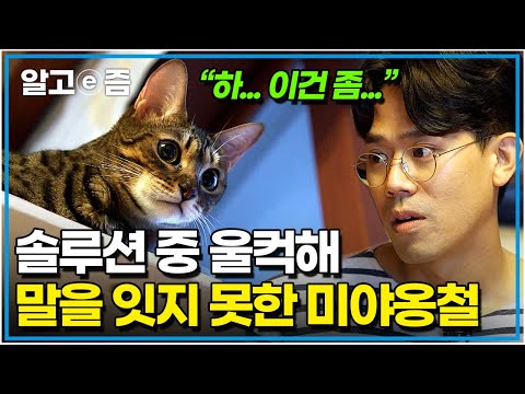 "저도 너무 화나고 슬펐어요" 친한 사이였지만, 강아지의 등장으로 원수 사이가 된 고양이들 보고 말을 잇지 못한 김명철 수의사｜고양이를 부탁해｜알고e즘
