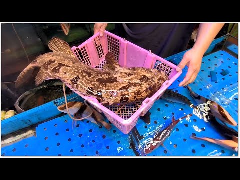 野生游水黃皮老虎斑 罕有黃金老虎躉 油麻地街市海鮮 Golden Tiger Grouper Hong Kong Seafood 打邊爐一流 生猛海魚 種類多 東星斑  好抵食啊 香港海鮮 雄記海鮮