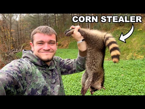 I Trapped the Racoons Stealing All My Deer Corn
