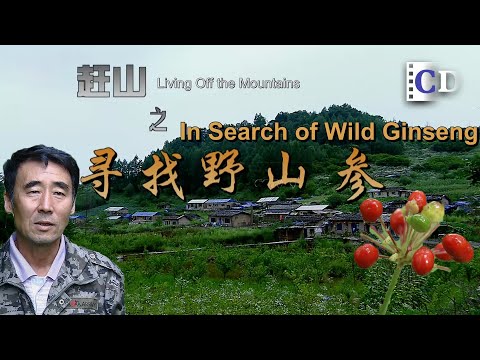 Hunting Wild Ginseng in China’s Deepest Forests | China Documentary