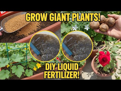 “Stop Buying Fertilizer ❌ This DIY Liquid Makes Plants GIANT!” 😍