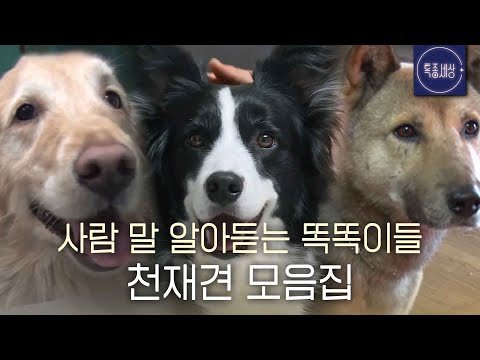 [스페셜] 주인 말 한 번에 알아 듣는 똑똑이 강아지 모음 2탄