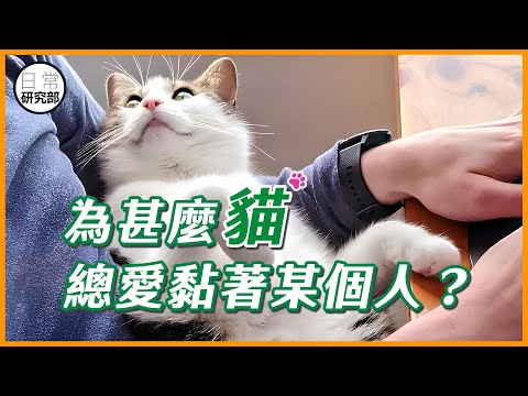 你以為對貓好，貓就會對你好？但原來貓會偏愛特定的人！