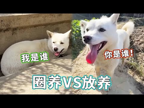 同狗不同命！放养的狗子玩疯了，被拴的狗子眼神里全是戏！【天下一场梦】