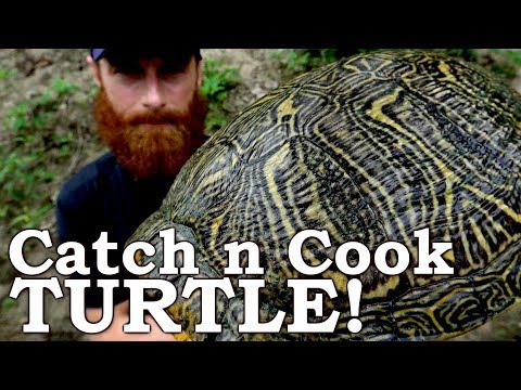 Catch and Cook WORLD'S MOST INVASIVE TURTLE! Ep08 | 100% WILD Food SURVIVAL Challenge!