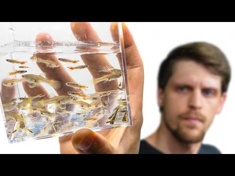 My Fish Kept Reproducing, so I Made them a Home