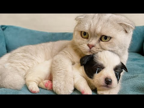 Щенок рыдал после предательства. Кошка обняла его — будто понимала всю боль…