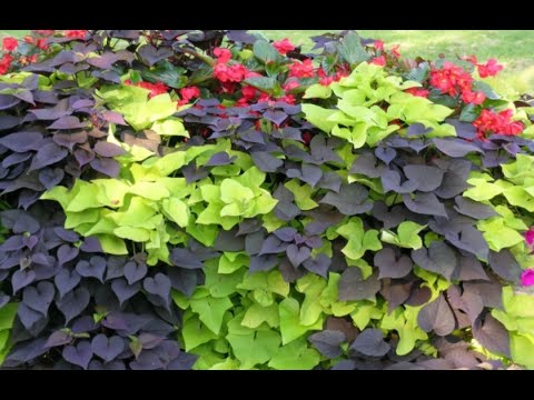 Шикарные ампельные растения для сада и балкона. Висячие сады. Идеи для  красивых композиций в кашпо.