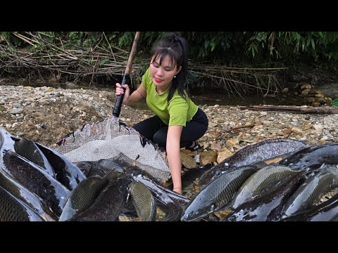 Fishing, catching and trapping super huge natural carp by a single girl Em Tên Toan
