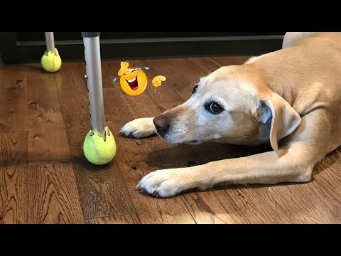 I Can’t Believe These Dogs Are Still This Funny 😂 Best Funny Dog Videos of 2026 🐶