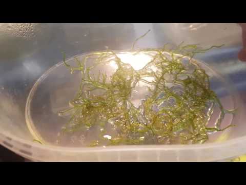 Самый простой способ выращивания аквариумного мха