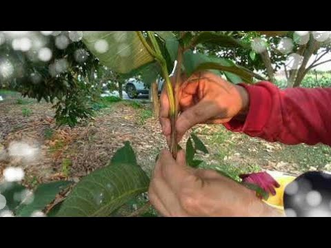 西瓜芭樂「靠接法」操作介紹。