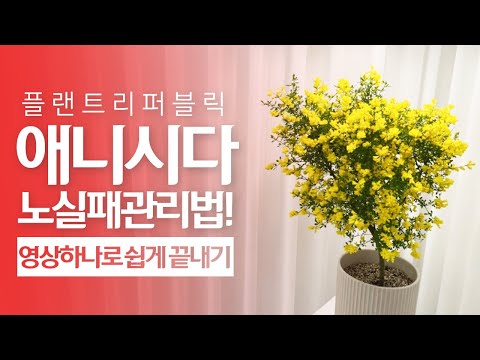 SUB) 애니시다 식물 키우기｜물주기 관리 꿀팁 🌱｜Scotch broom｜금작화관리법｜플랜테리어｜베란다정원｜인테리어화분｜실내공기정화식물｜반려식물｜봄꽃 추천❗❗