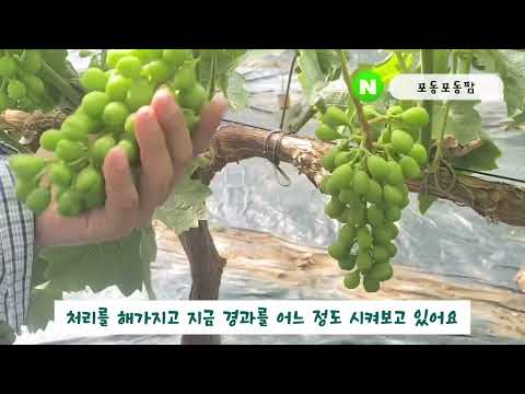 질소인산가리는?! 각 요소마다 맡는 역할과 줘야하는 시기에 대해서!